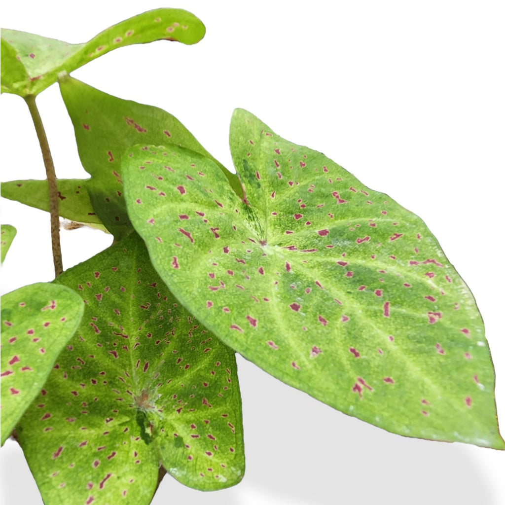 Caladium Miss Muffet (0.45m)