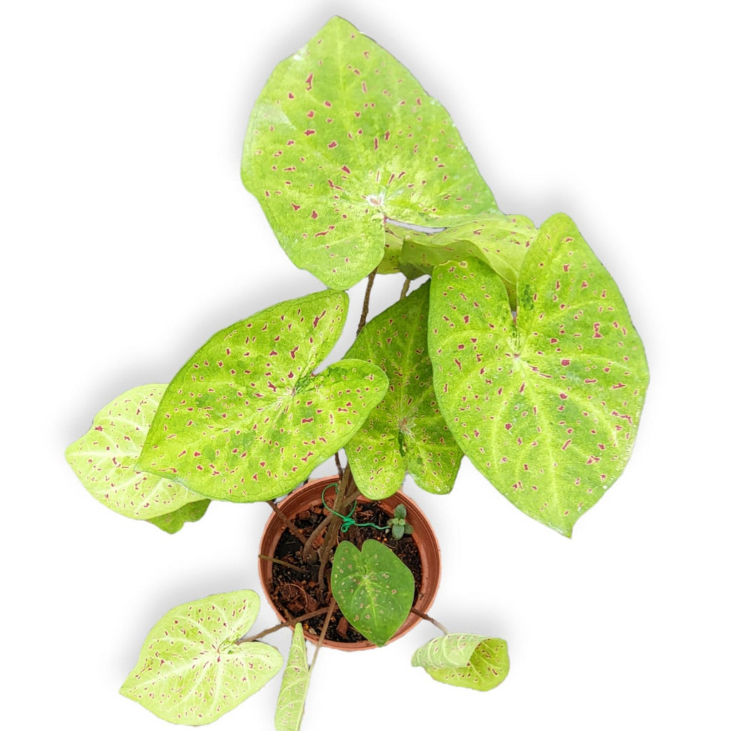 Caladium Miss Muffet (0.45m)