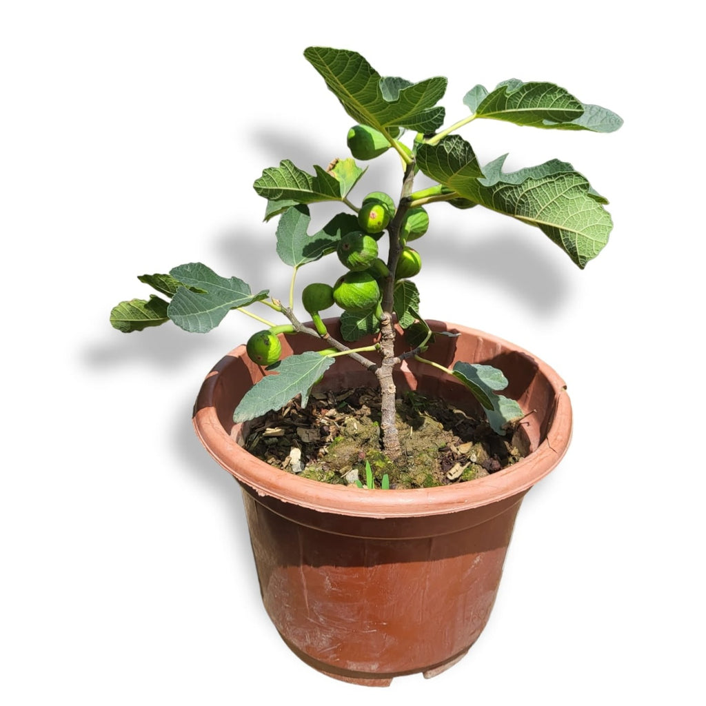 Ficus carica 'Fig Tree' (0.4m)