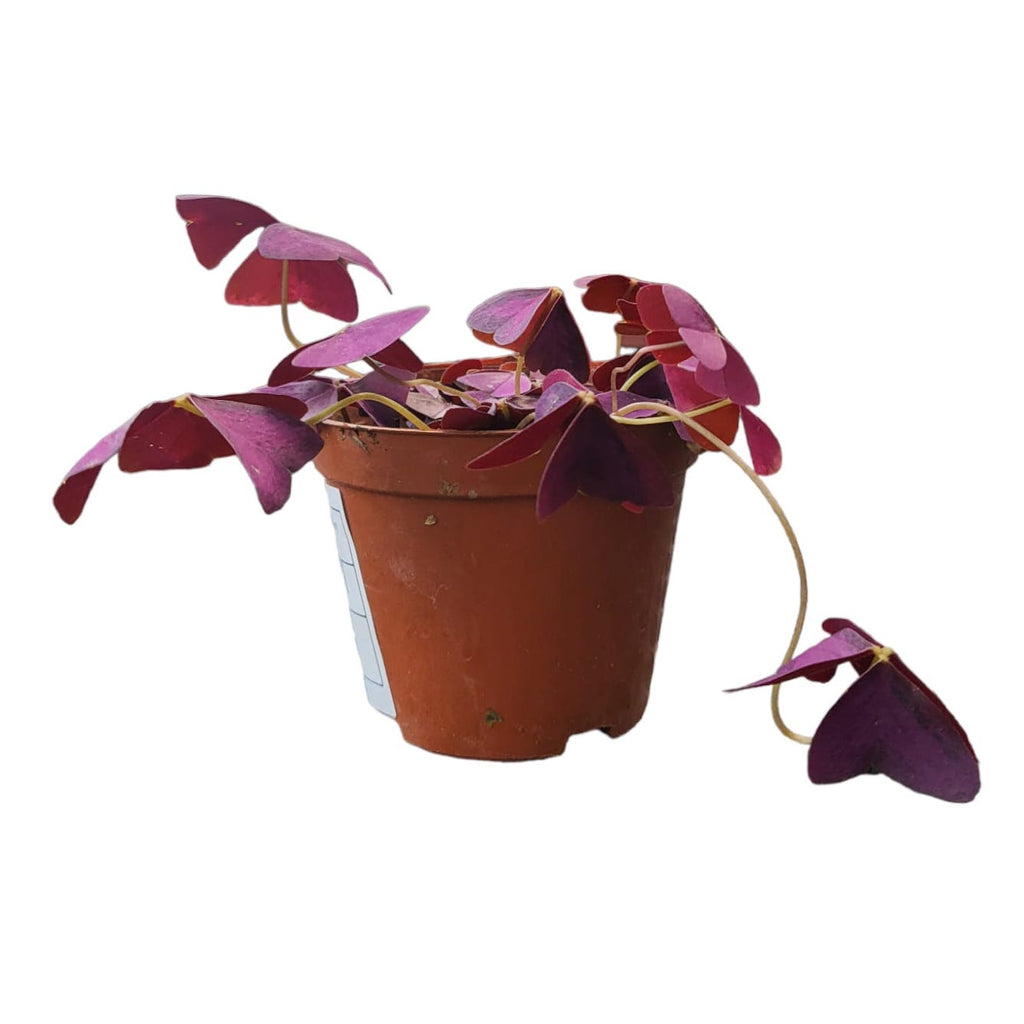 Oxalis triangularis in Terra Milan Planter S