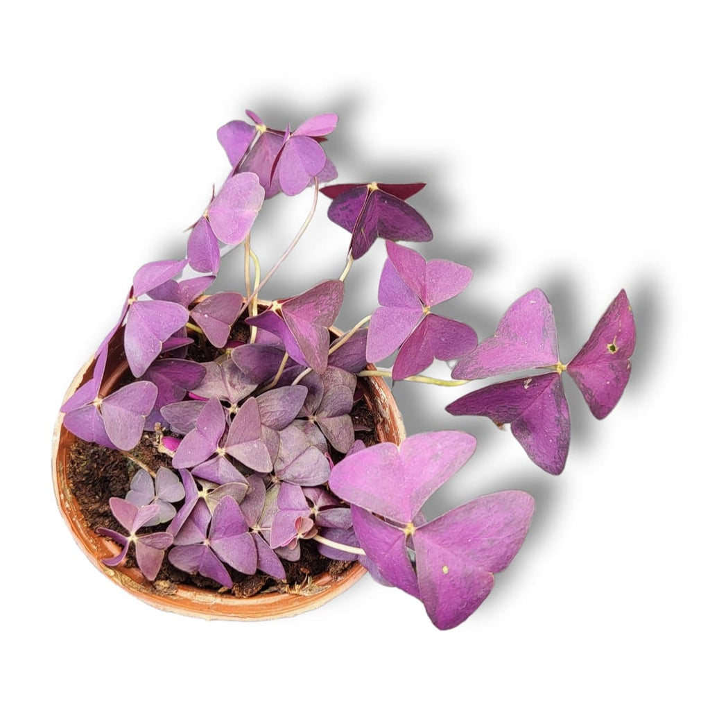 Oxalis triangularis in Terra Milan Planter S