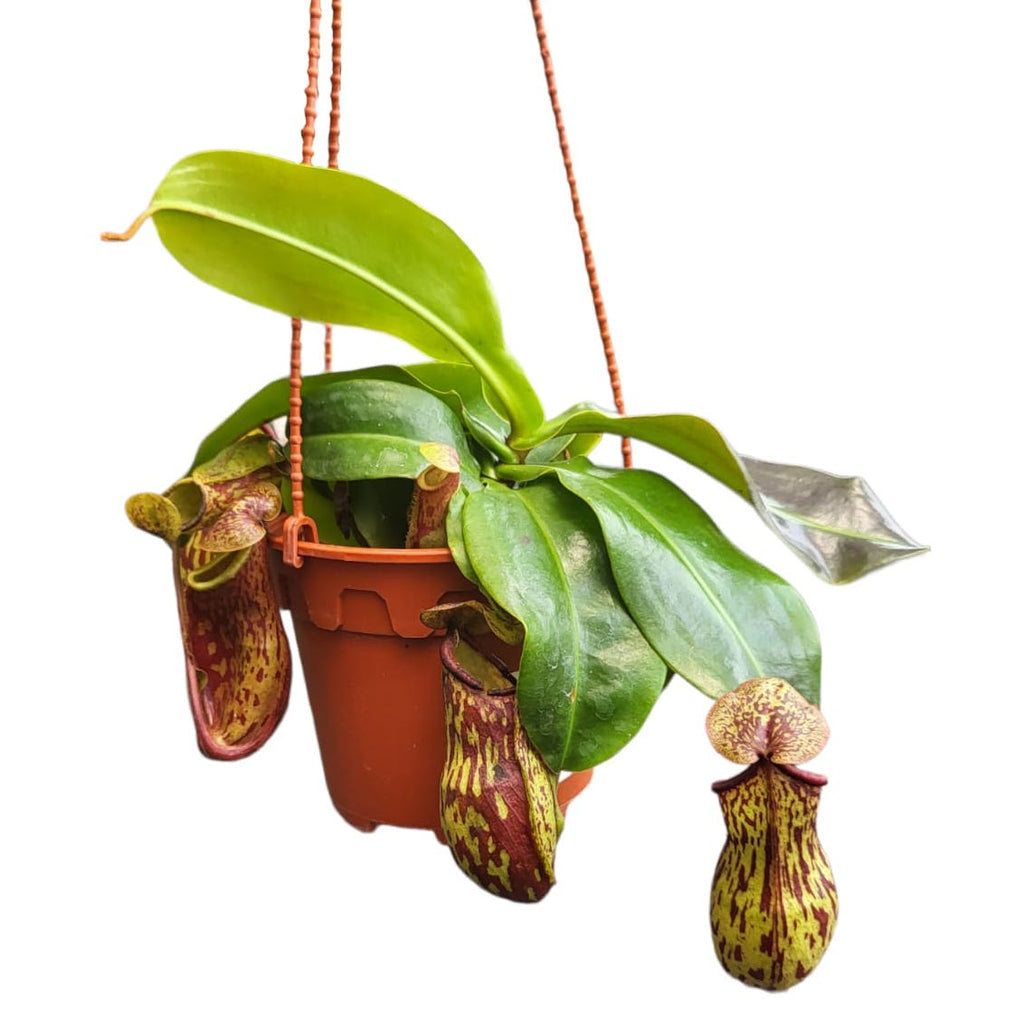 Nepenthes 'Gaya', pitcher plant in a Hanging Pot (0.2m)
