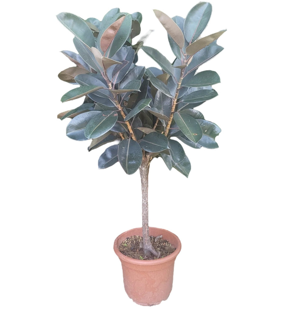 Ficus elastica, Rubber Plant (1.4m)