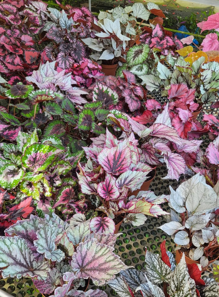 Assorted Begonia Rex-Cultorum, Begonia Leaf (0.20m)