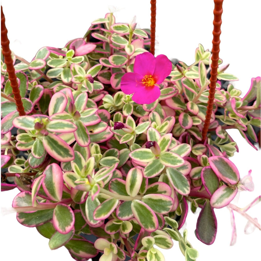 Assorted Portulaca Oleracea, Japanese Rose, Moss Rose in hanging pot (0.2m)