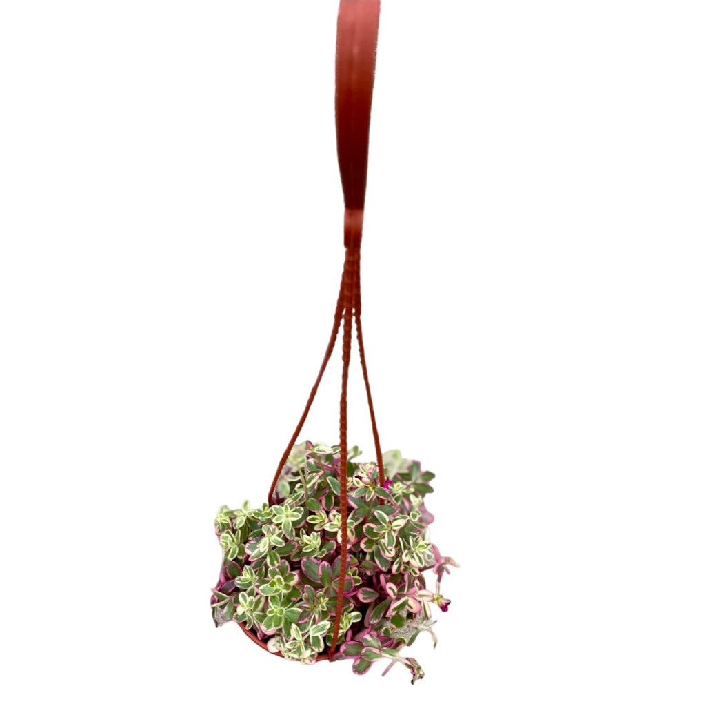 Assorted Portulaca Oleracea, Japanese Rose, Moss Rose in hanging pot (0.2m)
