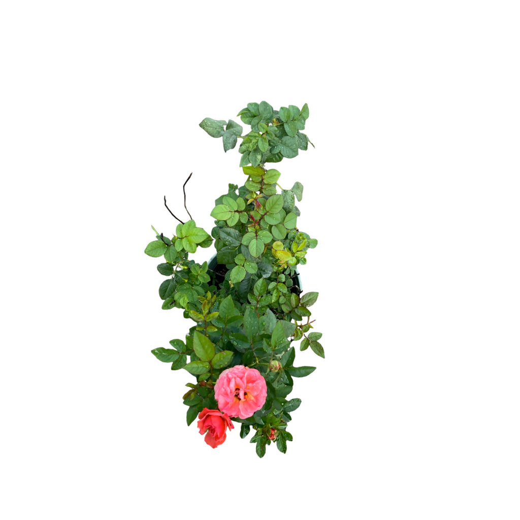 Assorted Rose (0.5m)