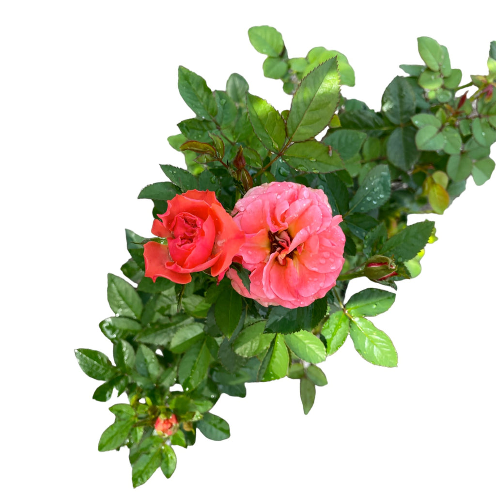 Assorted Rose (0.5m)