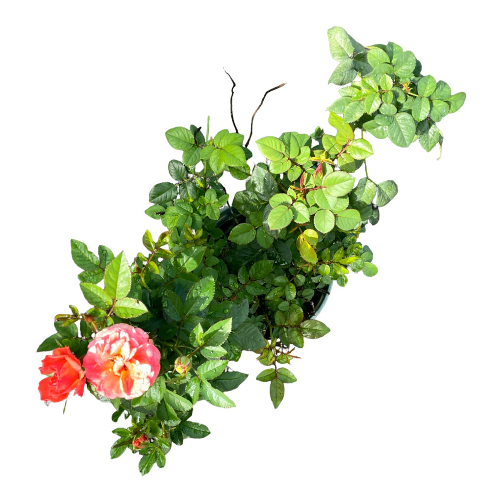 Assorted Rose (0.5m)