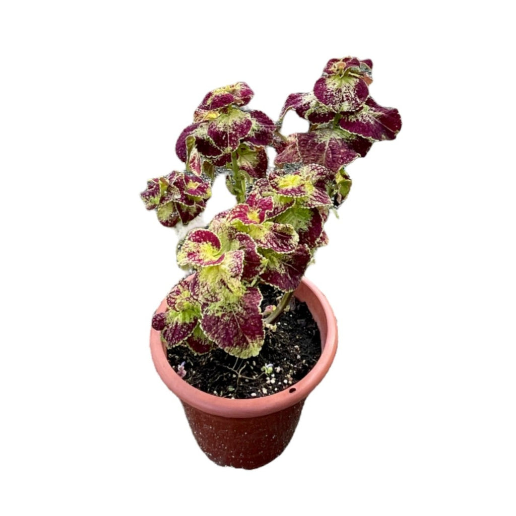 Assorted Coleus (0.30m)