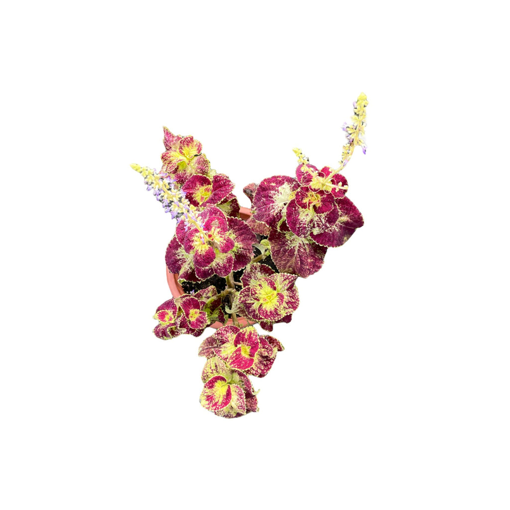Assorted Coleus (0.30m)