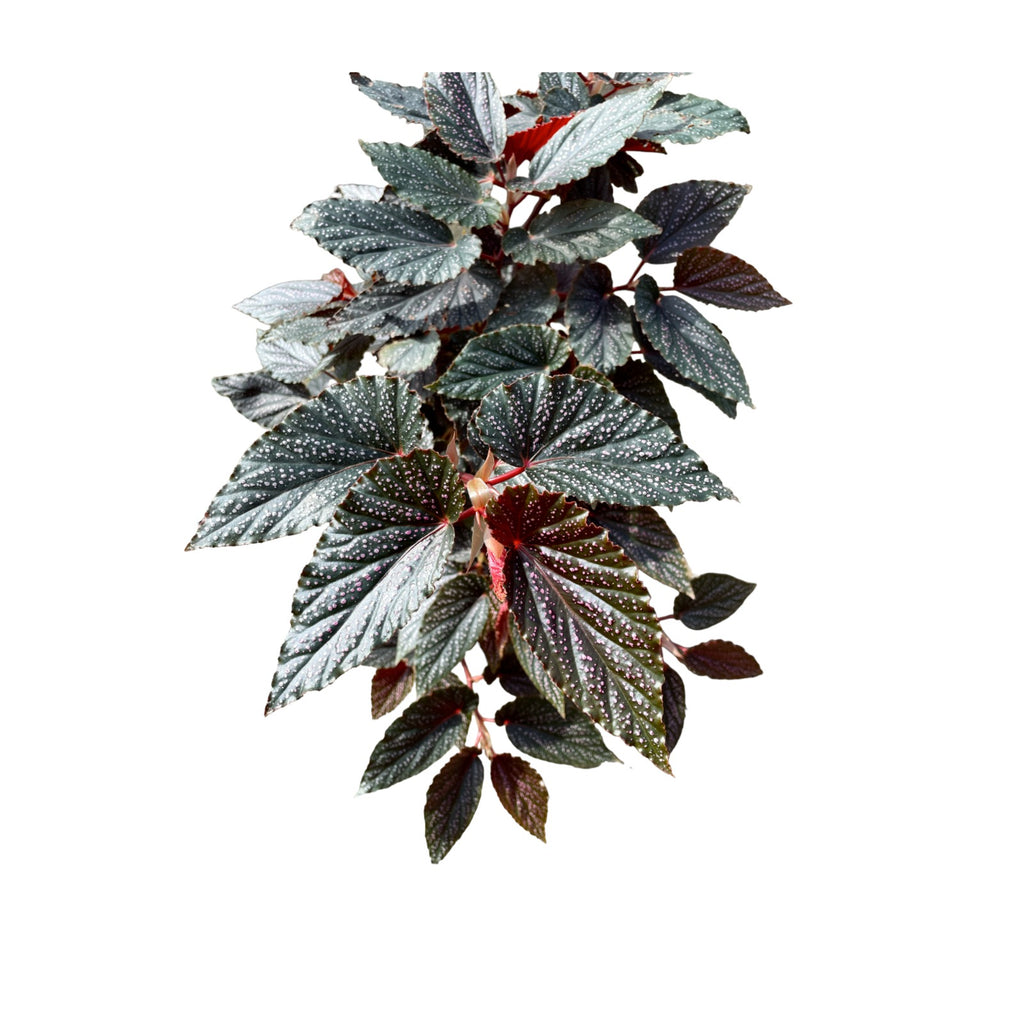 Begonia 'Benigo Pink', Angelwing Begonia (0.6mH)