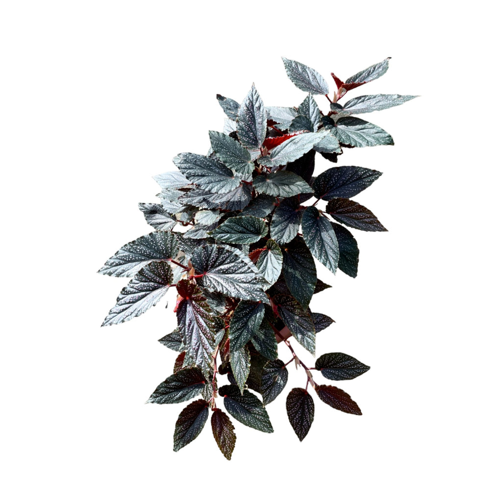 Begonia 'Benigo Pink', Angelwing Begonia (0.6mH)