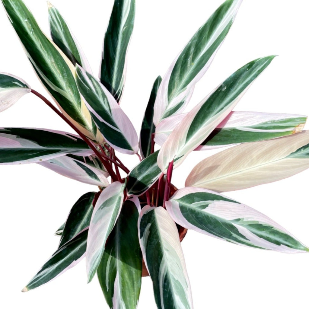 Stromanthe 'Triostar' (0.4mH)