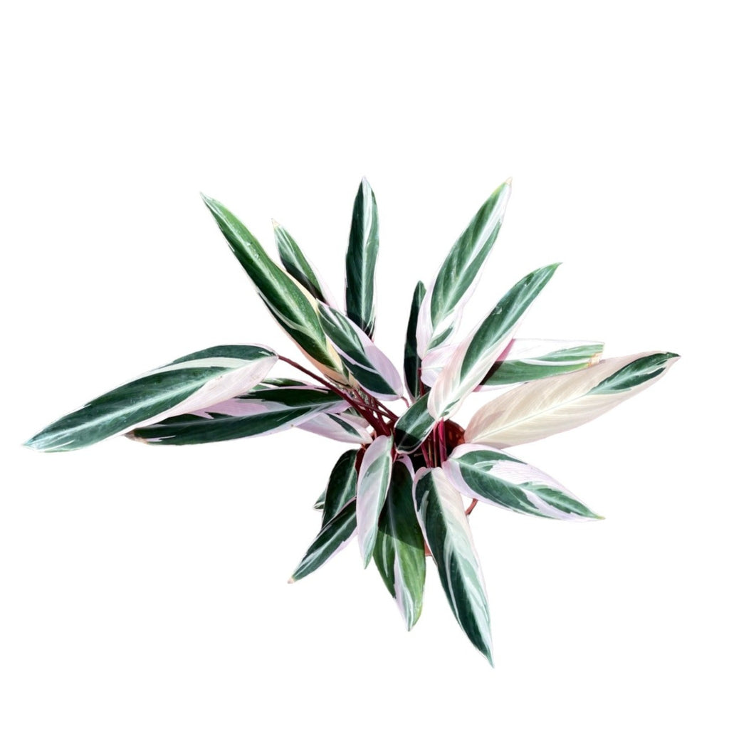 Stromanthe 'Triostar' (0.4mH)