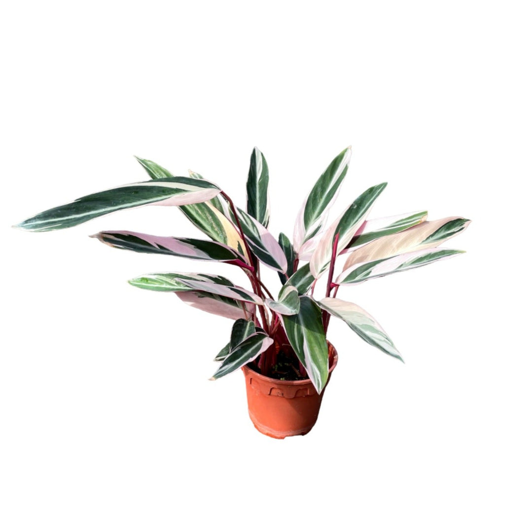 Stromanthe 'Triostar' (0.4mH)