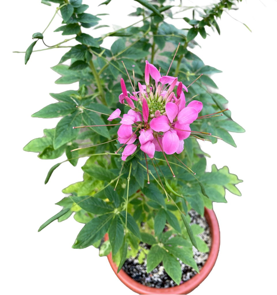 Cleome hassleriana, Spider Flowers (1.0m)