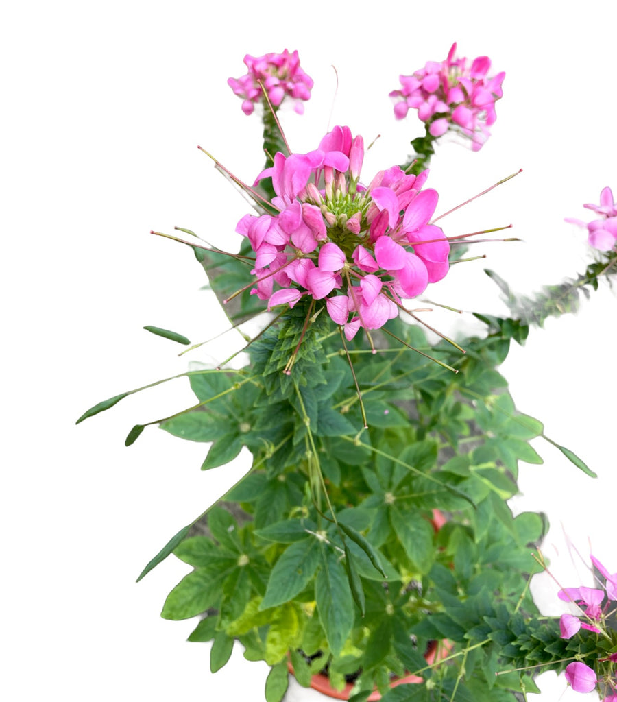 Cleome hassleriana, Spider Flowers (1.0m)