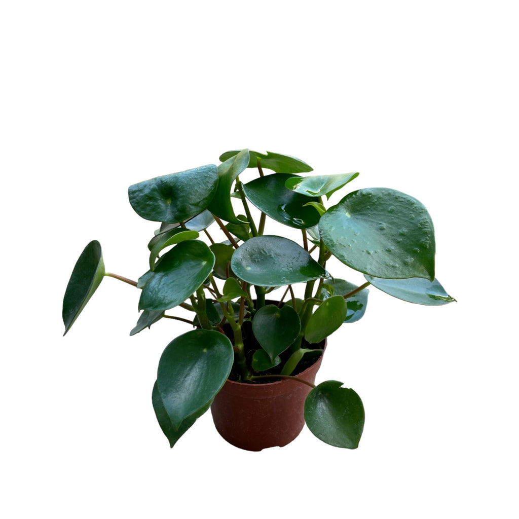 Peperomia Raindrop, Peperomia polybotrya (0.25m)
