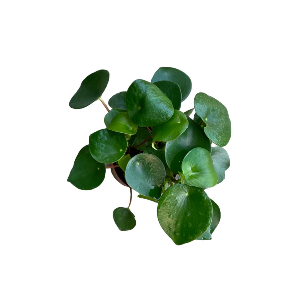 Peperomia Raindrop, Peperomia polybotrya (0.25m)