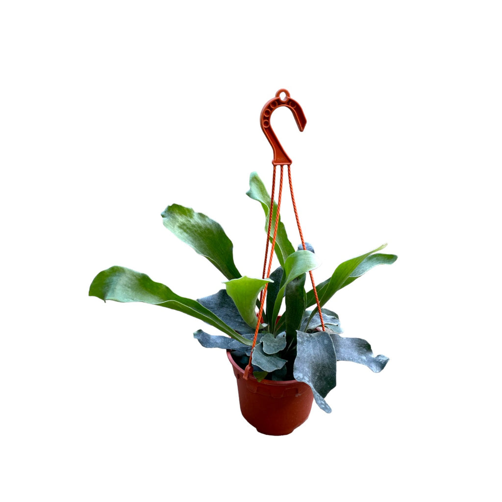 Platycerium coronarium, Staghorn Fern in hanging pot (0.3m)