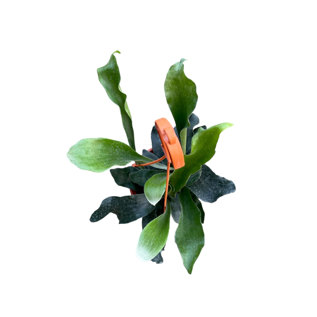 Platycerium coronarium, Staghorn Fern in hanging pot (0.3m)