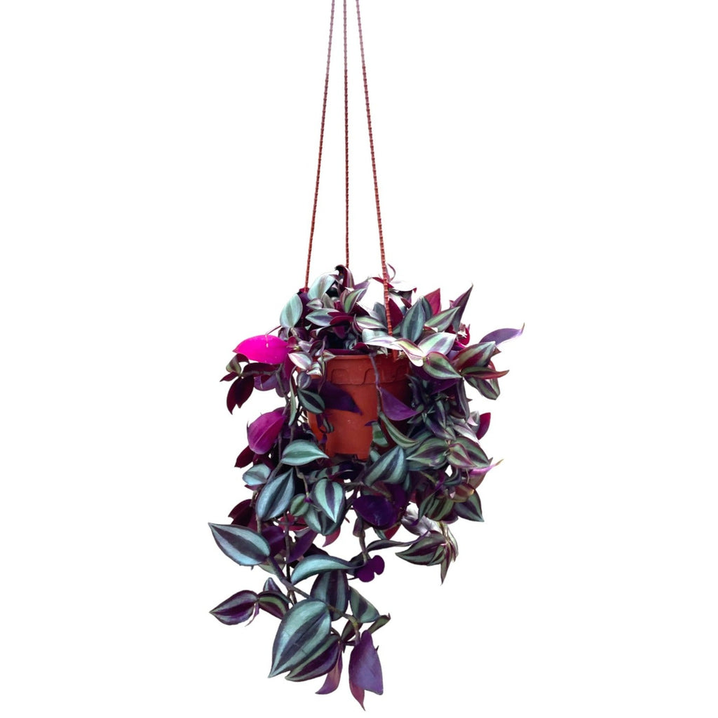 Tradescantia Zebrina (hanging) (0.40mH)