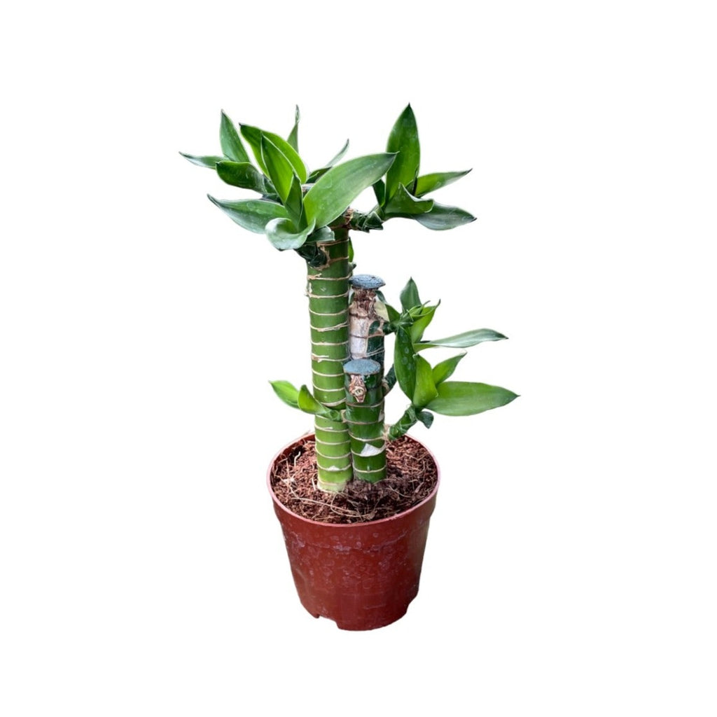 Dracaena compacta 3in1, Lotus Bamboo 荷花竹 (0.25m)