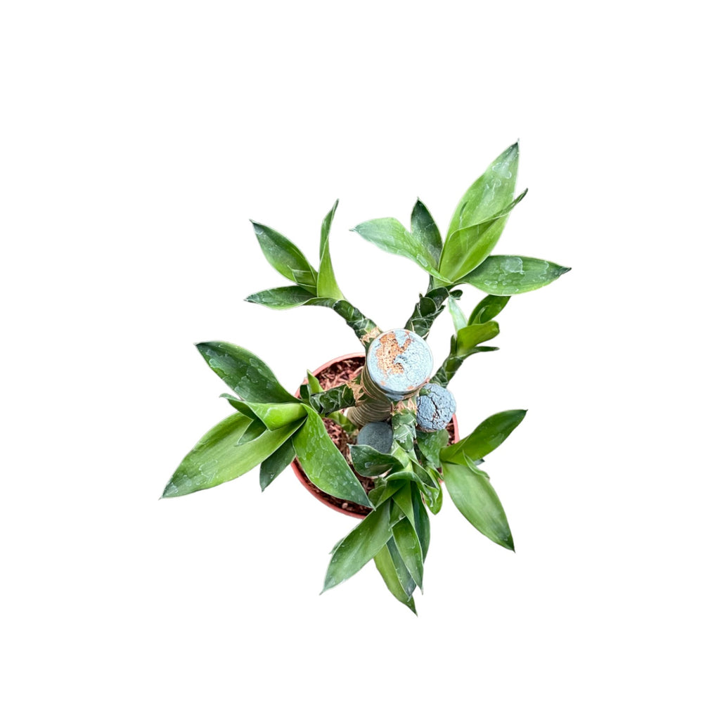 Dracaena compacta 3in1, Lotus Bamboo 荷花竹 (0.25m)