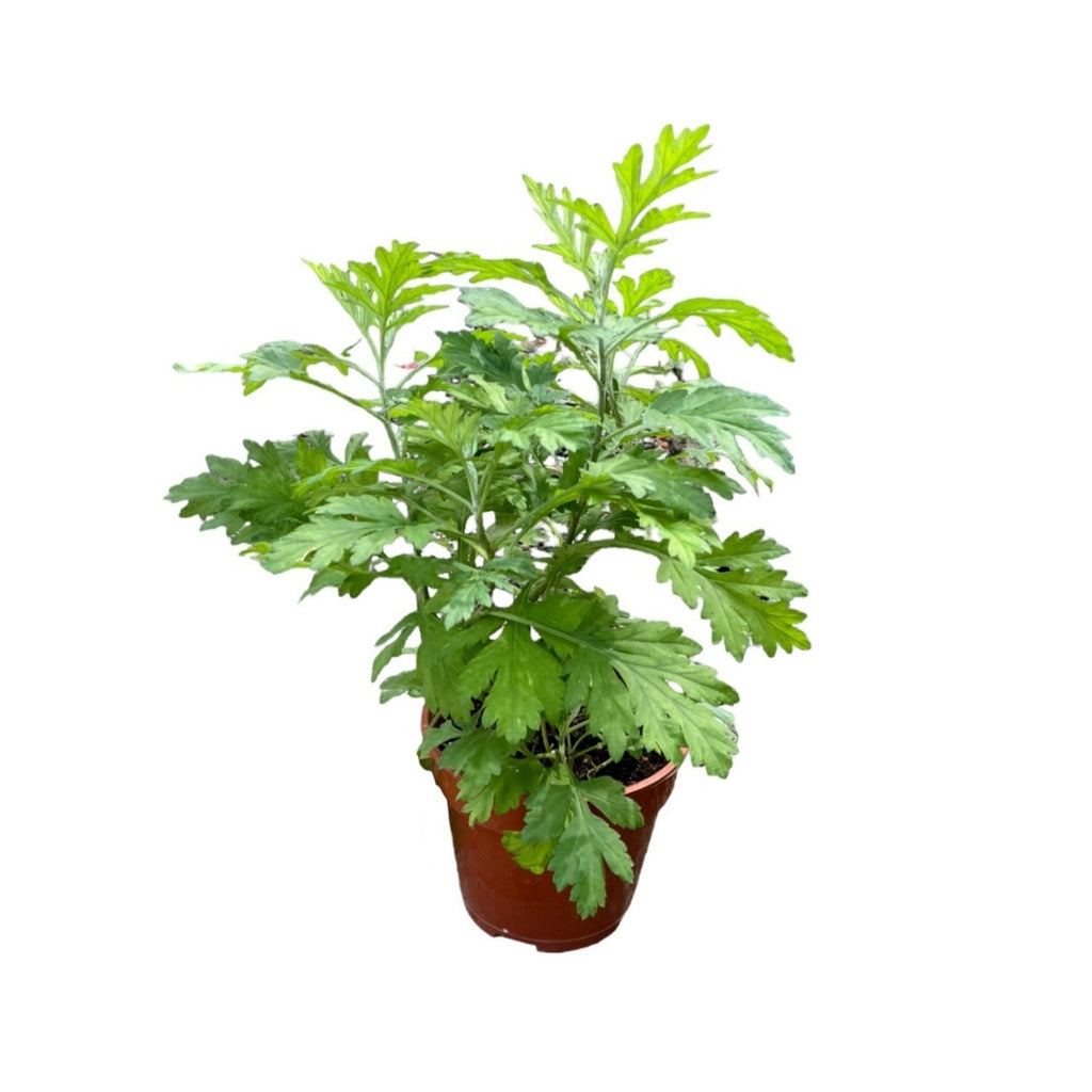 Artemisia vulgaris, Common Mugwort 艾草 (0.4mH)