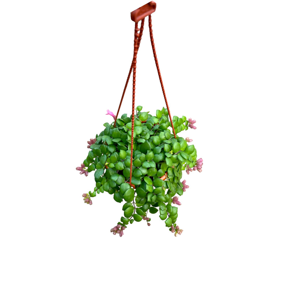 Aeschyananthus pulcher, Lipstick Plant (Hanging) - 0.3mH