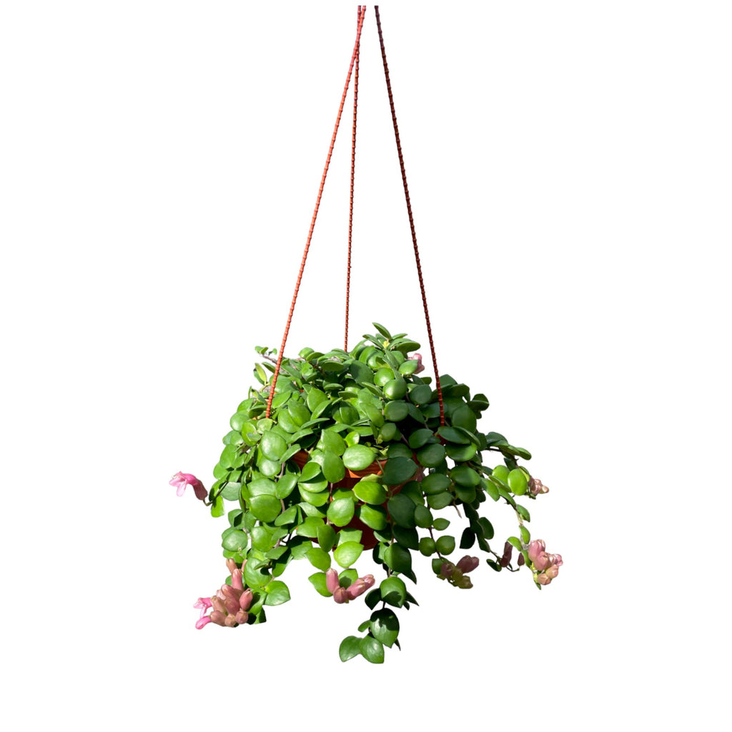 Aeschyananthus pulcher, Lipstick Plant (Hanging) - 0.3mH