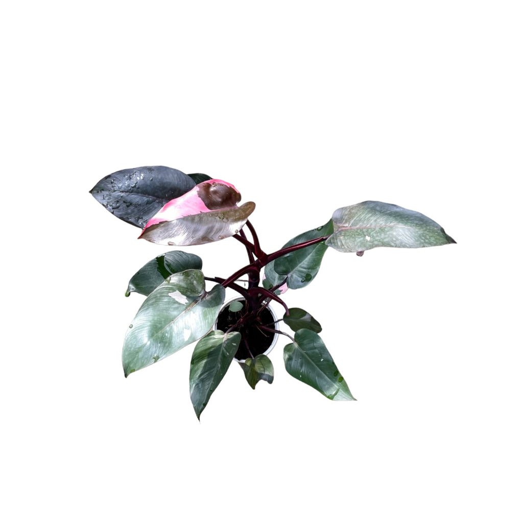 Philodendron Pink Princess (0.55m)