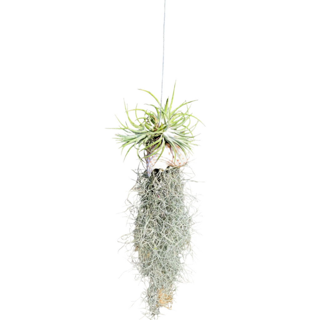 Air Plant Tillandsia usneoides, Spanish Moss with Ionantha (0.5m)