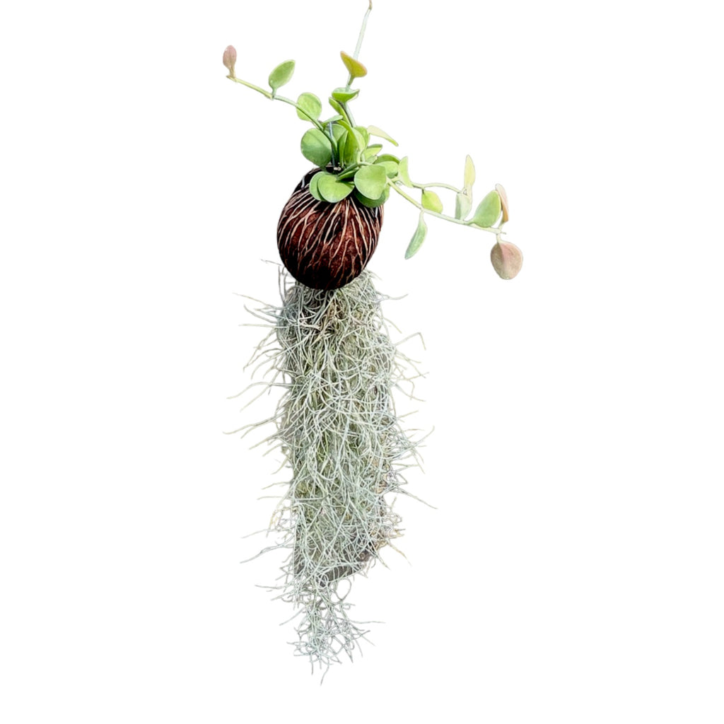 Tillandsia usneoides, Spanish Moss with Coconut Shell and Hoya (0.60m)