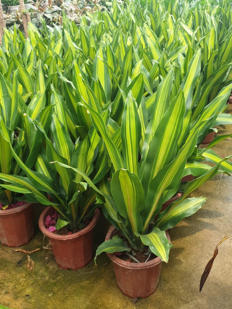 Dracaena Fragrans, Corn Plant (0.8mH)