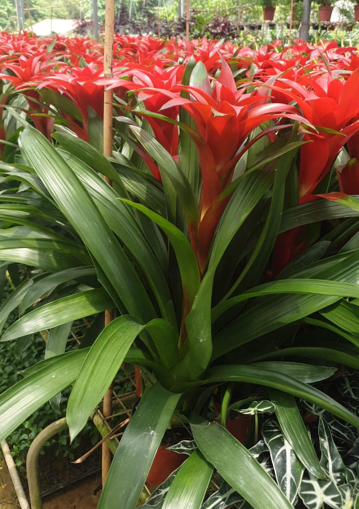 Guzmania, Red (0.5m)