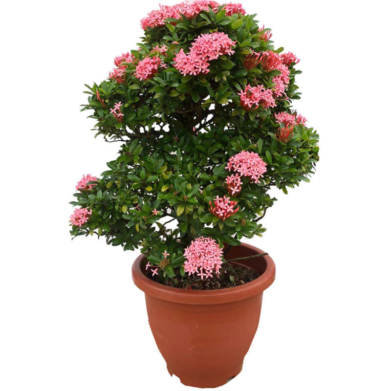 Ixora 'Dwarf Pink' (0.5m)