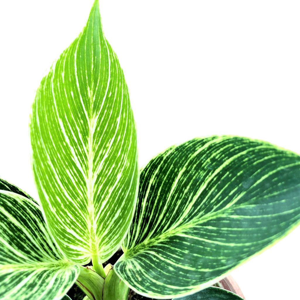 Philodendron Birkin (0.15m)