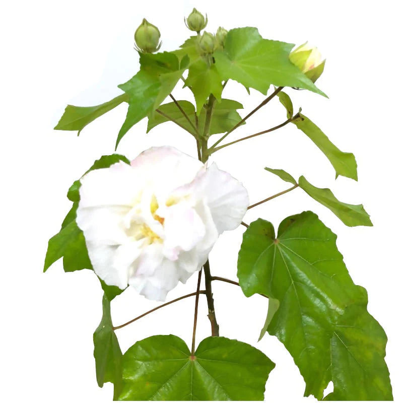 Hibiscus mutabilis f. plenus, Chinese Rose (1.0mH)