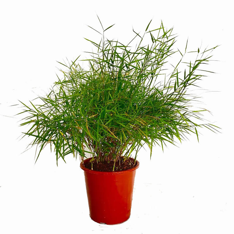 Pogonatherum paniceum, Bamboo Grass (0.3m)