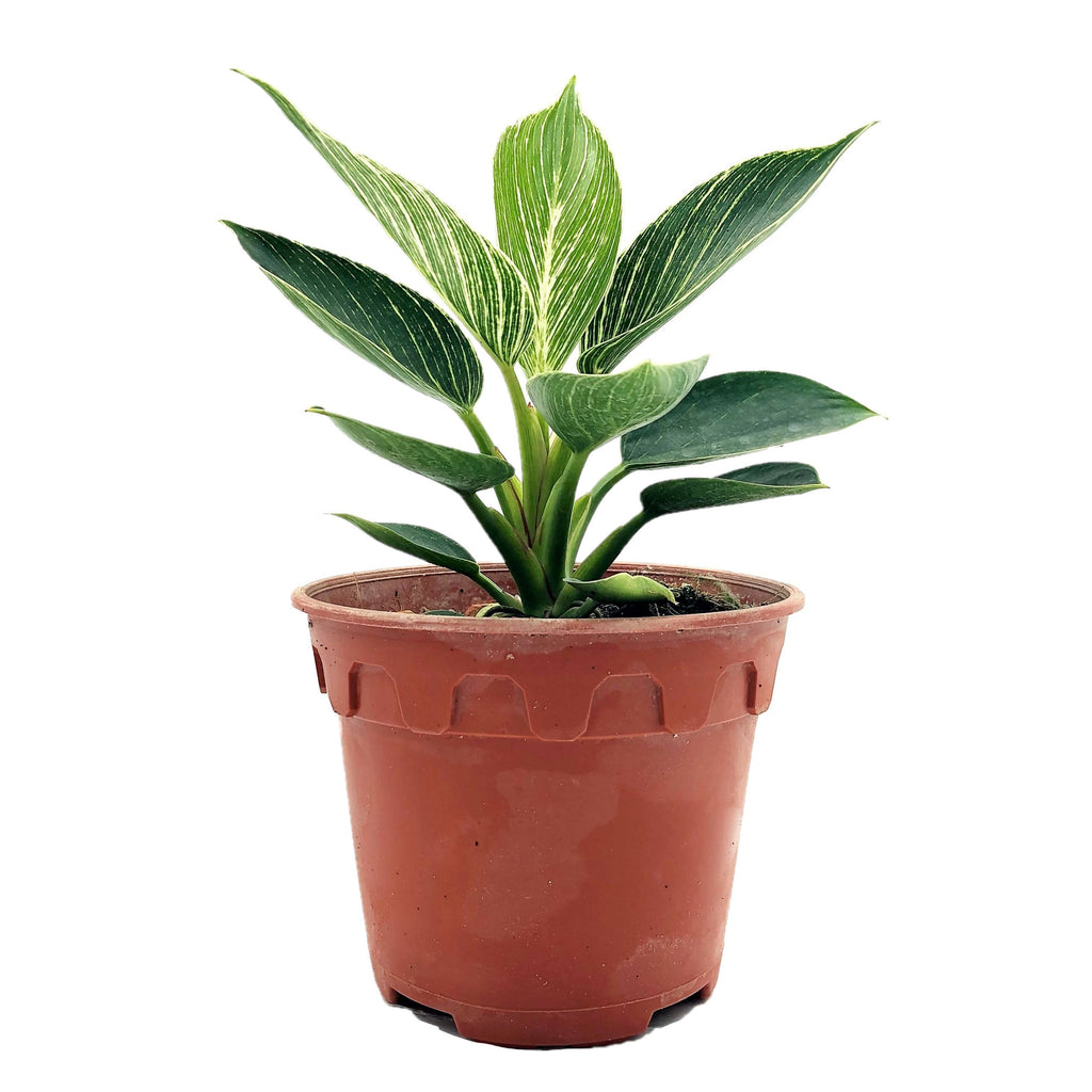 Philodendron Birkin (0.15m)