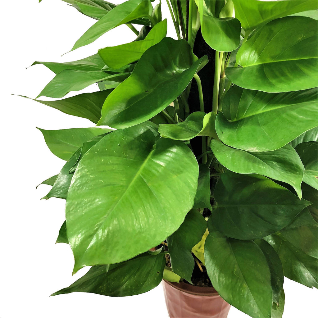 Money Plant in Black Dumpy Round 45cm (1.8m)