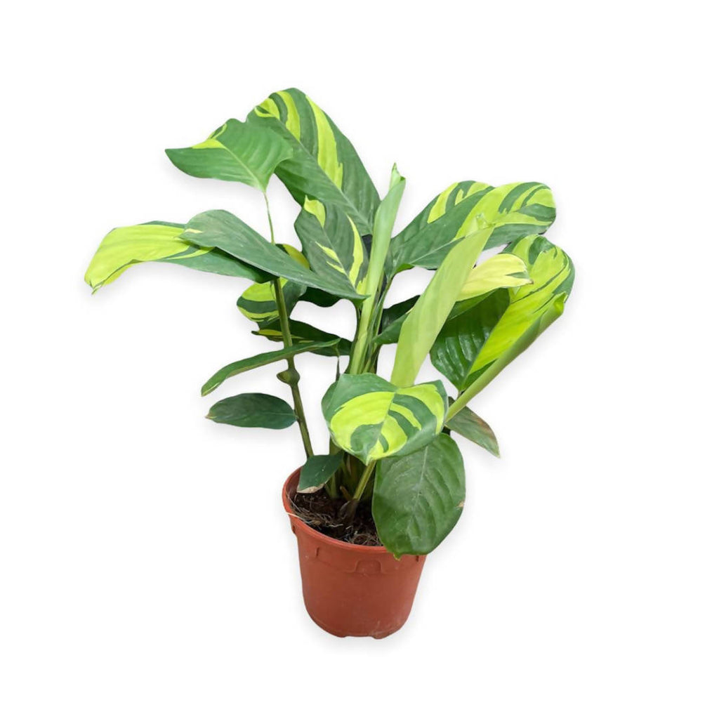 Ctenanthe lubbersiana, Never Never Plant, Bamburanta (0.4m)