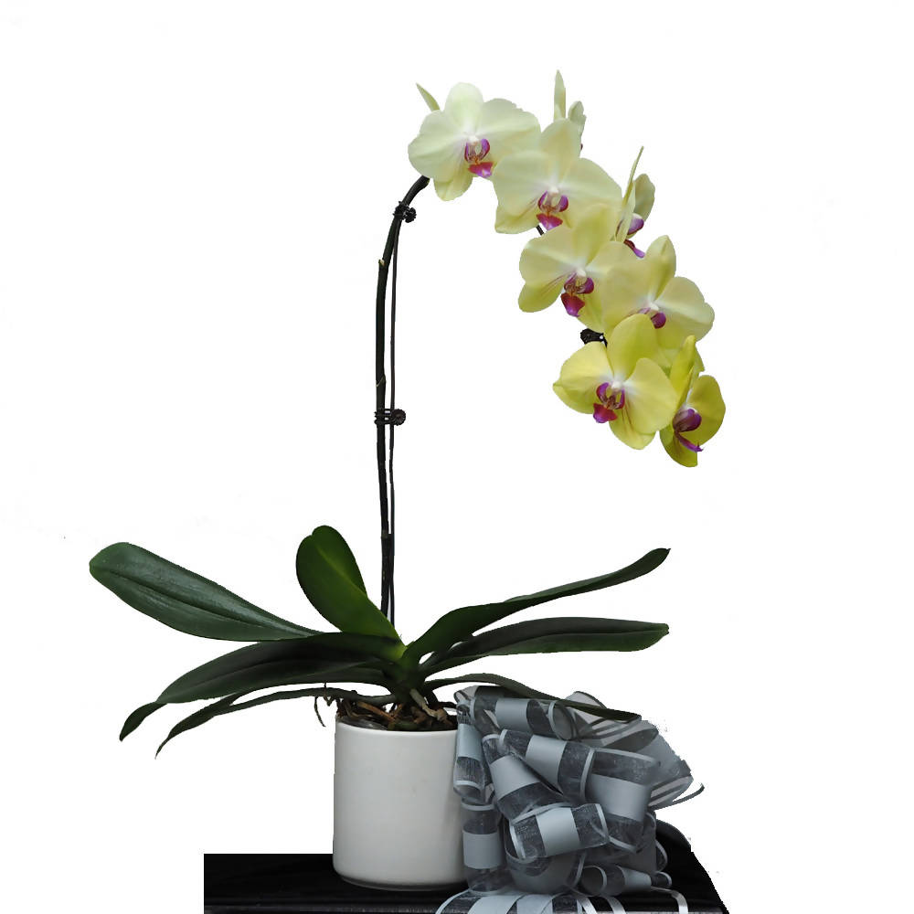 Phalaenopsis Gift Box E