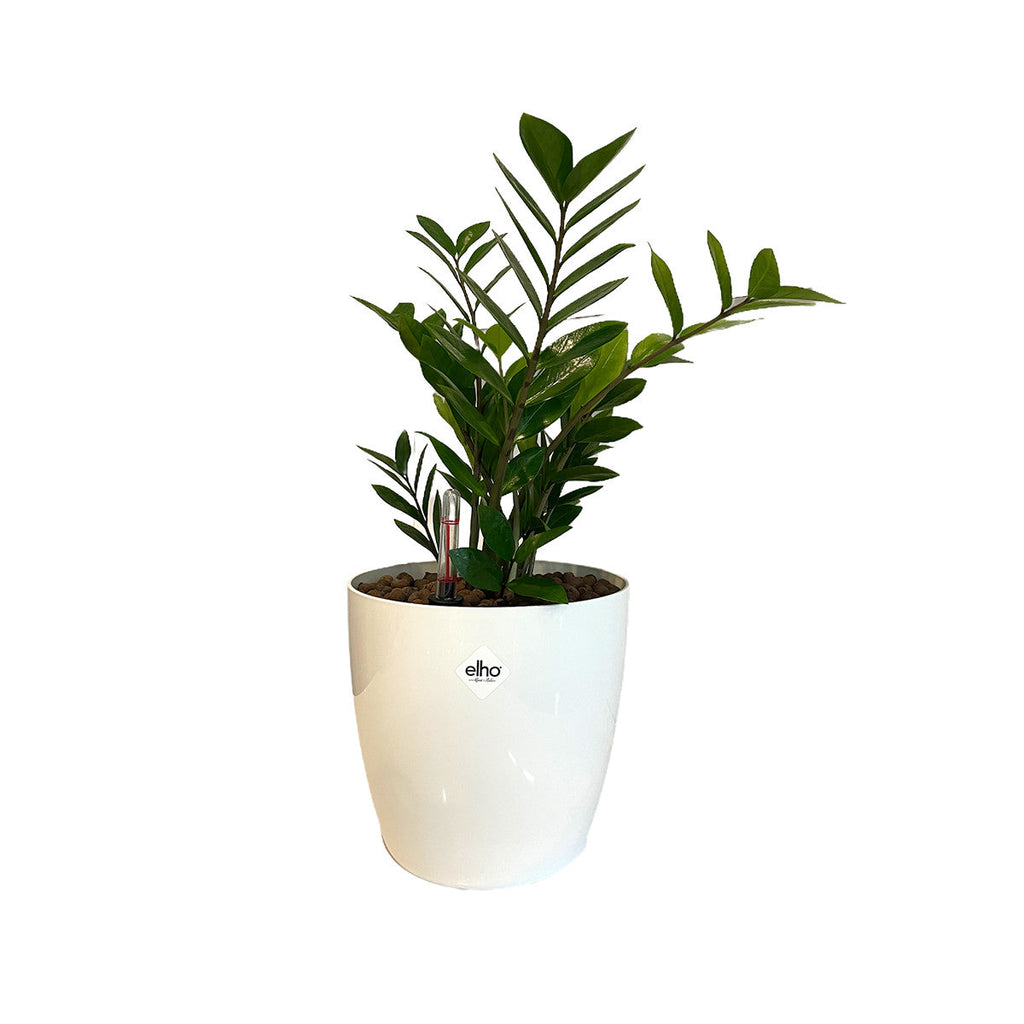 Zamioculcas Zamifolia in White Brussels Diamond Round 16cm (0.4m)