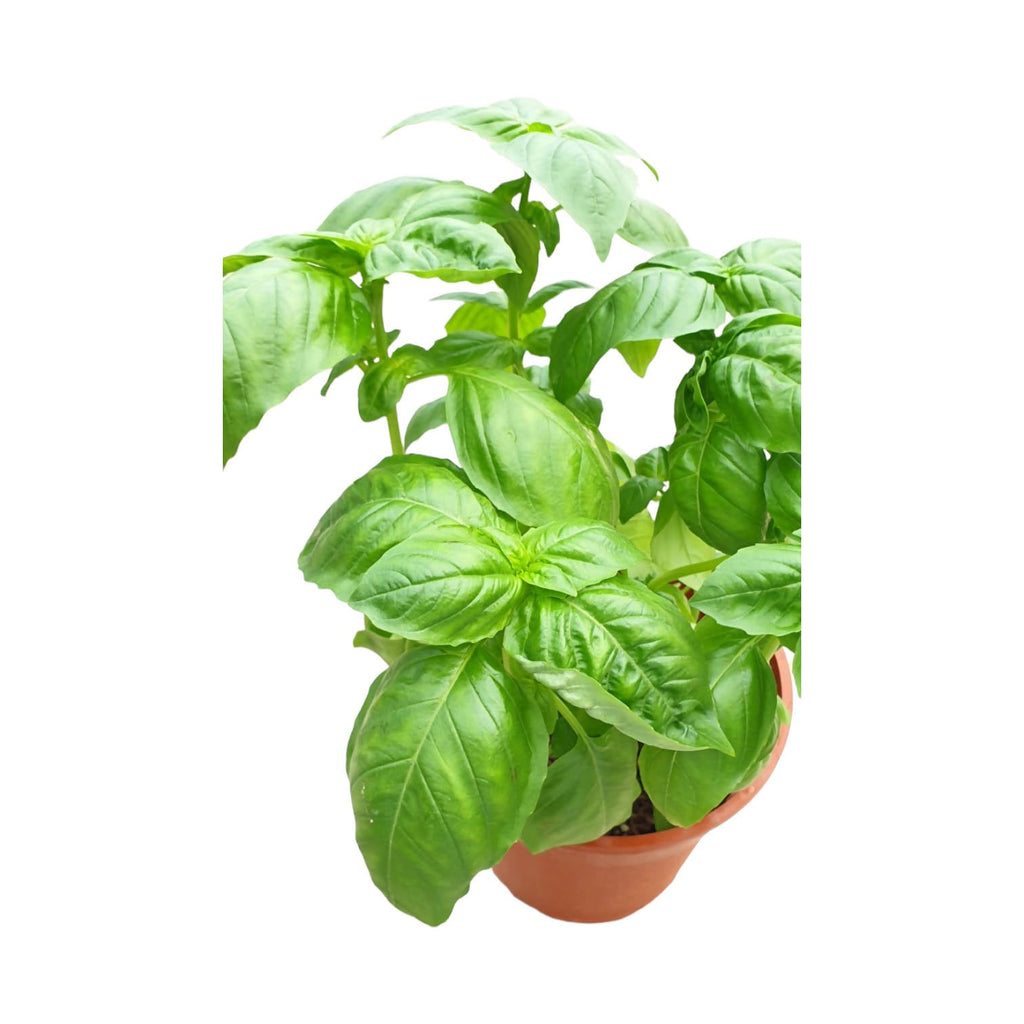 Ocimum basilicum L., Sweet Basil (0.3mh)