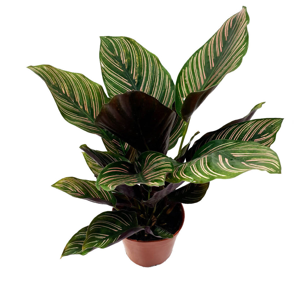 Calathea Ornata Pinstripe (0.40m)