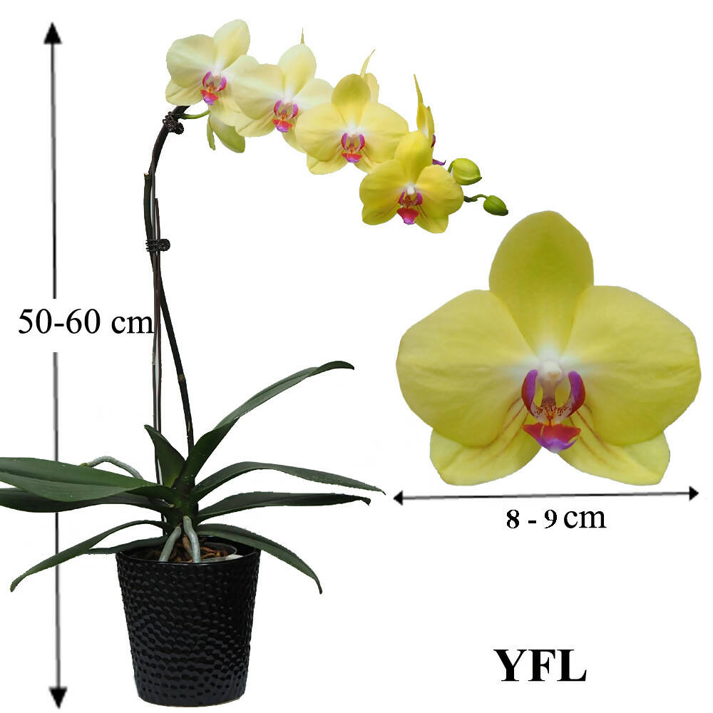 1 Phalaenopsis in 1 pot
