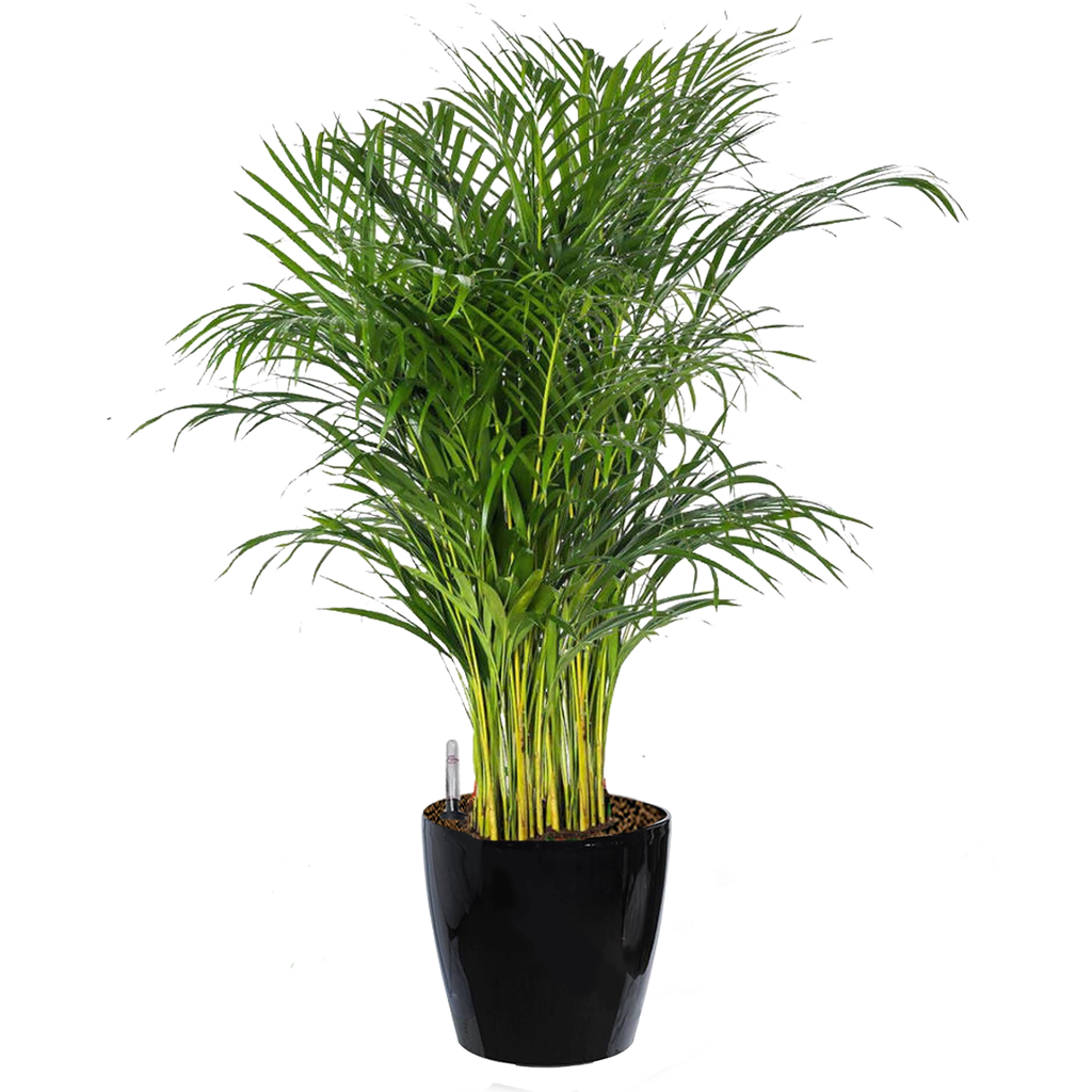 Yellow Palm in Dumpy Round Series 45cm in black (1.8m)